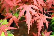 - FOR PICKUP ONLY | Acer palmatum 'Purple Ghost' Japanese Maple | DOES NOT SHIP - Mr Maple │ Buy Japanese Maple Trees