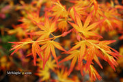 - Acer palmatum 'Golden Falls' Weeping Golden Japanese Maple - Mr Maple │ Buy Japanese Maple Trees