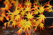 - Acer palmatum 'Golden Falls' Weeping Golden Japanese Maple - Mr Maple │ Buy Japanese Maple Trees