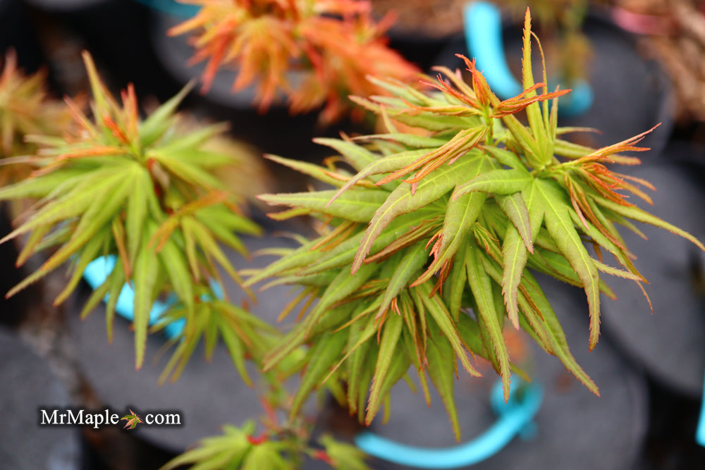 Acer palmatum 'Mikawa yatsubusa Seedling' Dwarf Japanese Maple