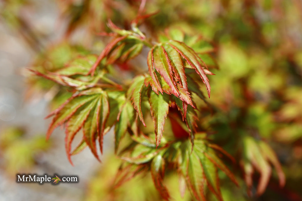 FOR PICKUP ONLY | Acer palmatum 'Caperci Dwarf' Japanese Maple | DOES NOT SHIP
