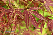- Acer palmatum 'Manyo no sato' Japanese Maple - Mr Maple │ Buy Japanese Maple Trees