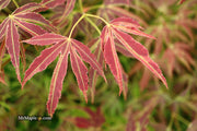 - Acer palmatum 'Manyo no sato' Japanese Maple - Mr Maple │ Buy Japanese Maple Trees