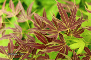 - Acer palmatum 'Manyo no sato' Japanese Maple - Mr Maple │ Buy Japanese Maple Trees