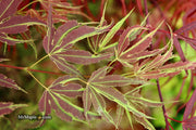 - Acer palmatum 'Manyo no sato' Japanese Maple - Mr Maple │ Buy Japanese Maple Trees