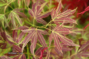 - Acer palmatum 'Manyo no sato' Japanese Maple - Mr Maple │ Buy Japanese Maple Trees