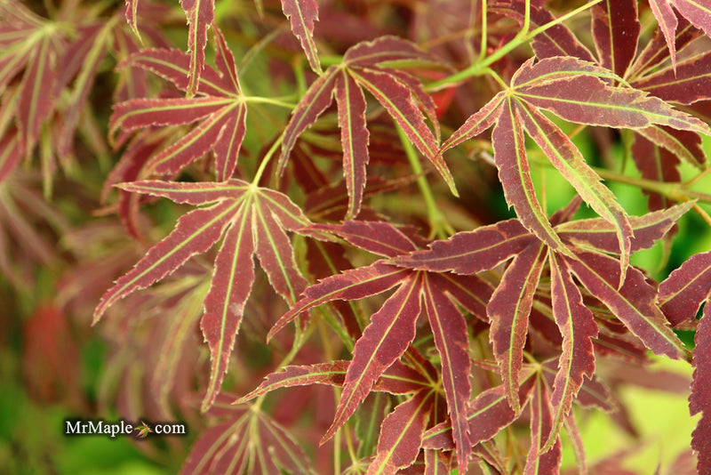 - Acer palmatum 'Manyo no sato' Japanese Maple - Mr Maple │ Buy Japanese Maple Trees