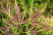 - Acer palmatum 'Manyo no sato' Japanese Maple - Mr Maple │ Buy Japanese Maple Trees