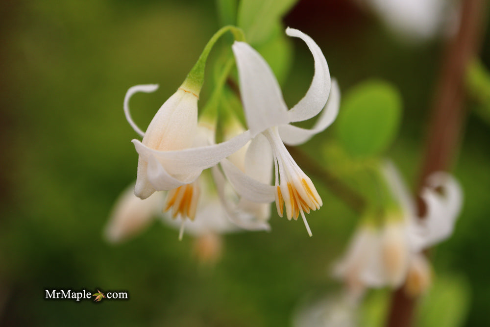 Styrax wilsonii Flowering Japanese Snowbell