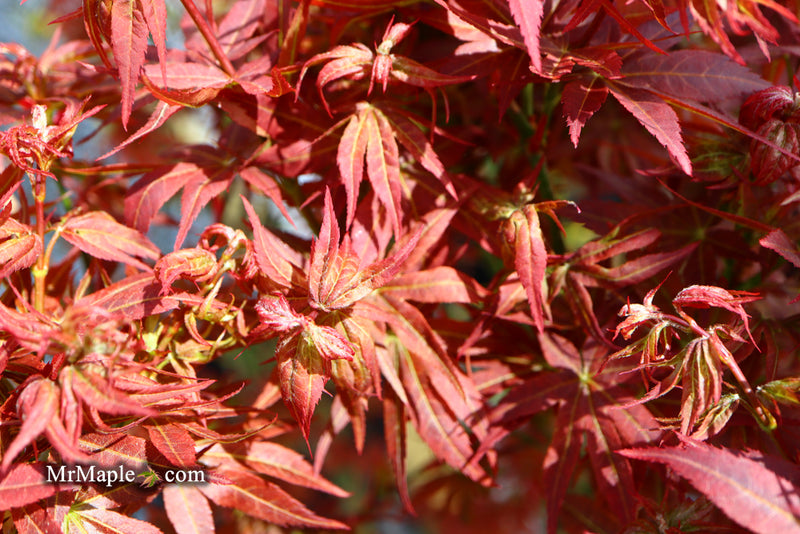 - Acer palmatum 'Kurenai jishi' Red Lion Japanese Maple - Mr Maple │ Buy Japanese Maple Trees