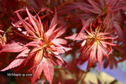 - Acer palmatum 'Kurenai jishi' Red Lion Japanese Maple - Mr Maple │ Buy Japanese Maple Trees