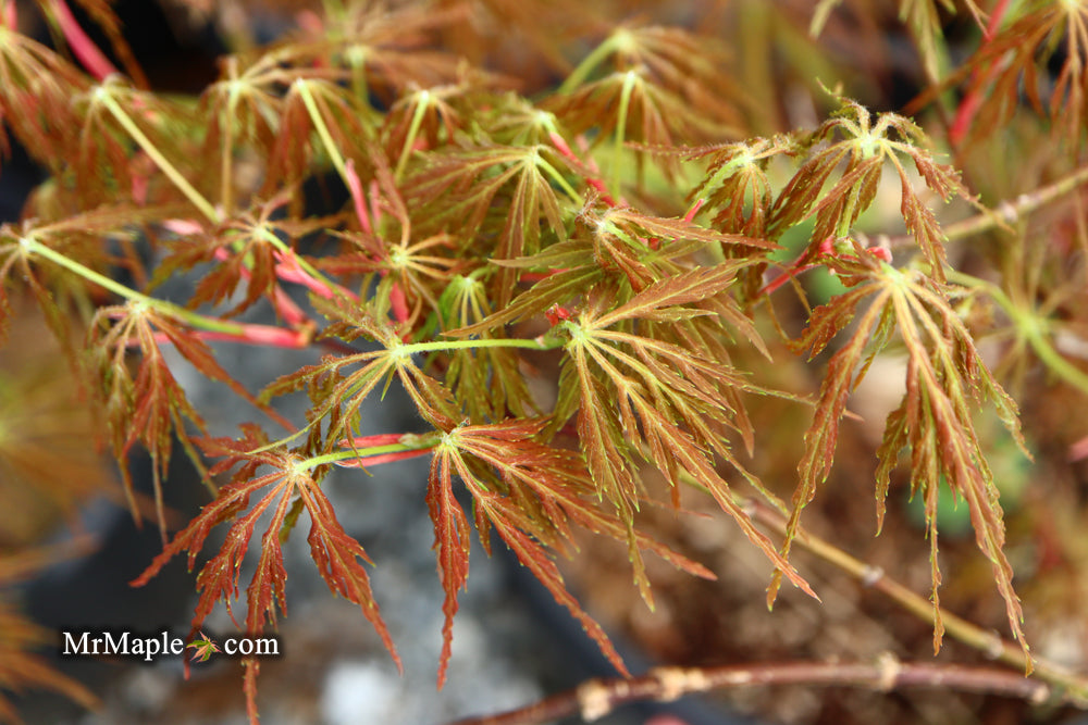 Acer palmatum 'Emma' Weeping Japanese Maple