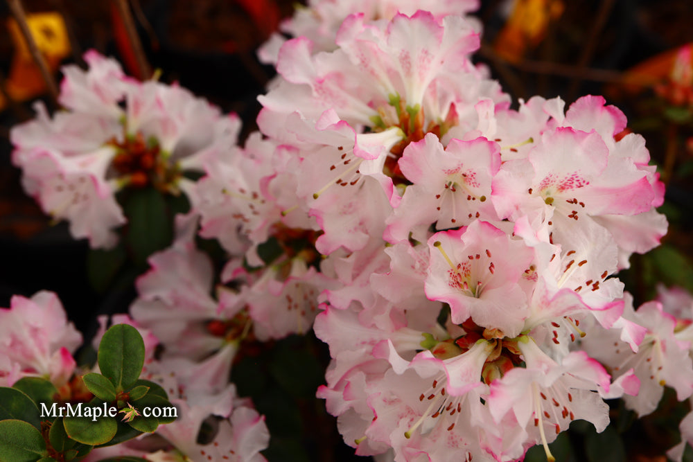 Azalea 'Pink Pearl’ Pink Flowering Kurume Azalea