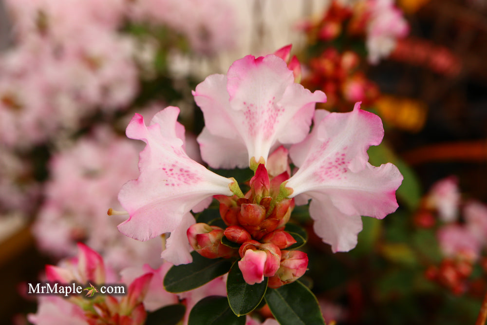 Azalea 'Pink Pearl’ Pink Flowering Kurume Azalea