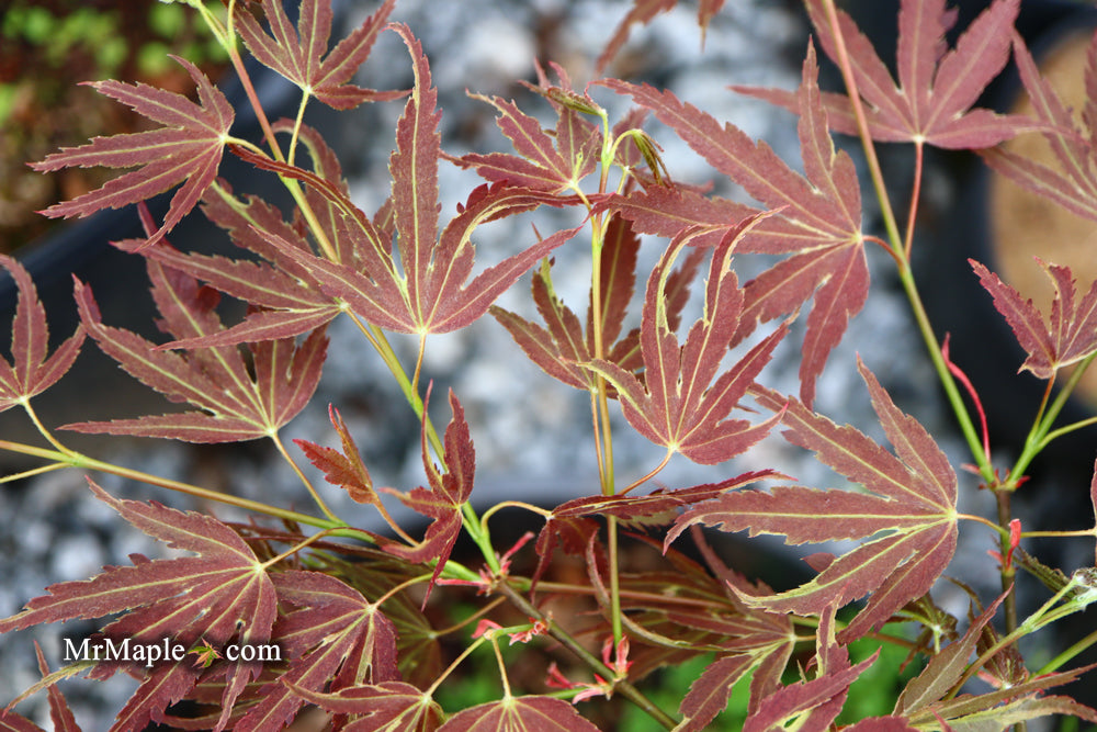 Acer palmatum 'Beni shi en' Purple Smoke Japanese Maple
