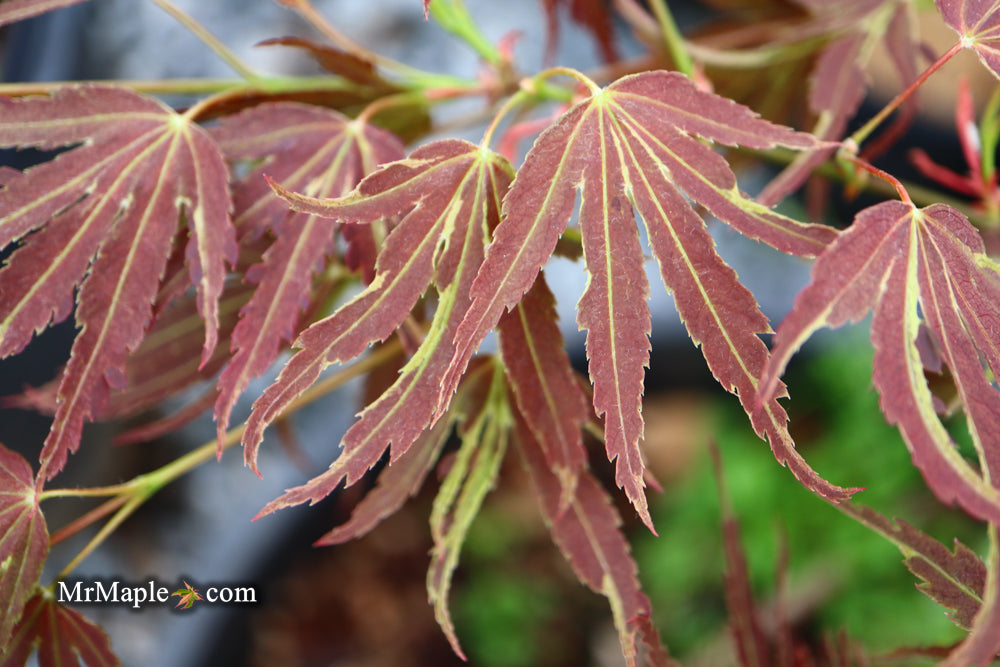 Acer palmatum 'Beni shi en' Purple Smoke Japanese Maple