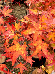 - Acer palmatum 'Sango kaku' Coral Bark Japanese Maple - Mr Maple │ Buy Japanese Maple Trees