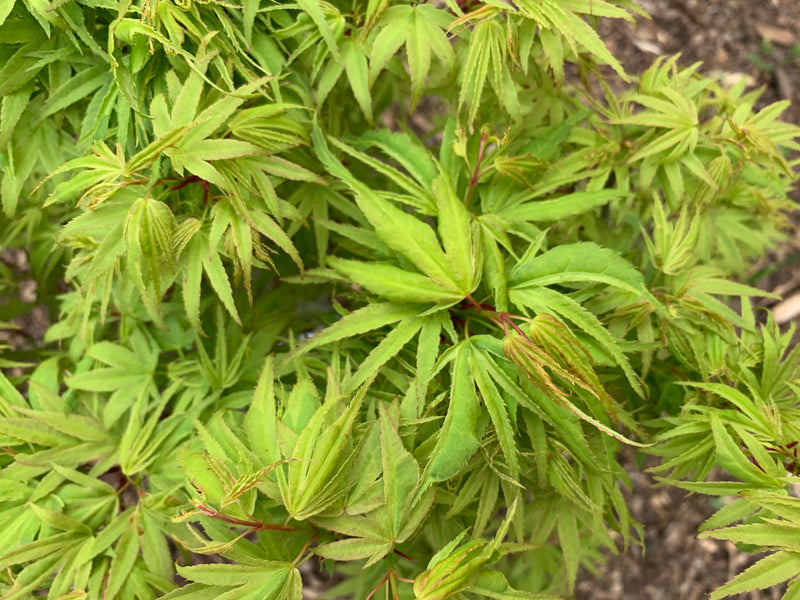 - Acer palmatum Kryptonite™ Japanese Maple - Mr Maple │ Buy Japanese Maple Trees