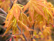 - Acer palmatum 'Alan's Gold' Pinebark Japanese Maple - Mr Maple │ Buy Japanese Maple Trees