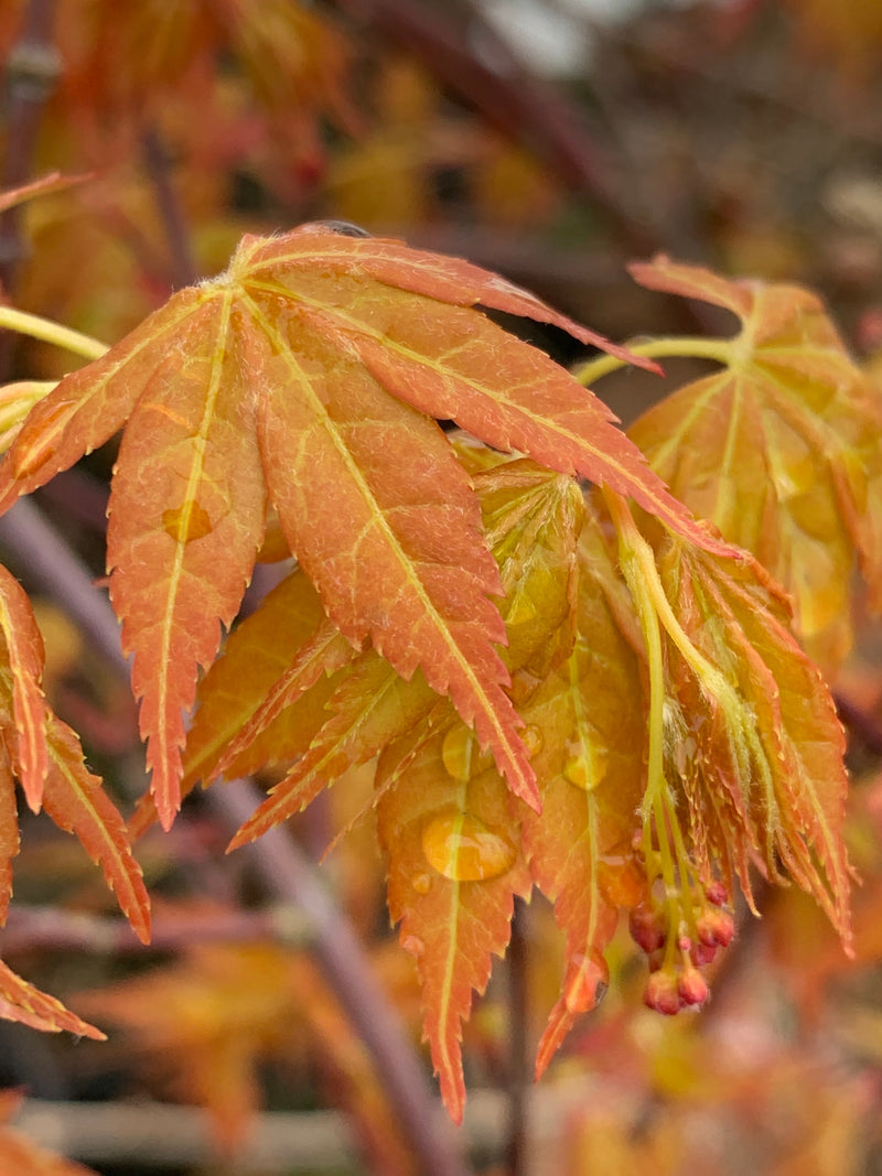 - Acer palmatum 'Alan's Gold' Pinebark Japanese Maple - Mr Maple │ Buy Japanese Maple Trees