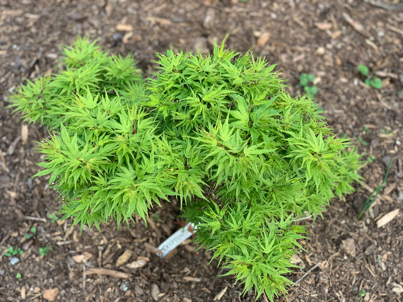 - Acer palmatum Kryptonite™ Japanese Maple - Mr Maple │ Buy Japanese Maple Trees
