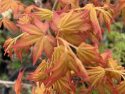 - Acer palmatum 'Golden Falls' Weeping Golden Japanese Maple - Mr Maple │ Buy Japanese Maple Trees