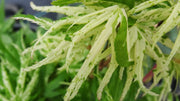 - Acer palmatum 'Snow Kitten' Japanese Maple - Mr Maple │ Buy Japanese Maple Trees