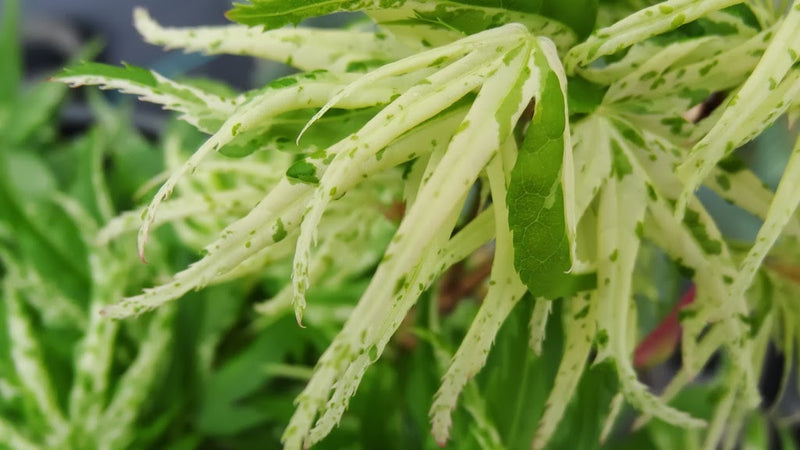 - Acer palmatum 'Snow Kitten' Japanese Maple - Mr Maple │ Buy Japanese Maple Trees