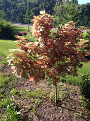 - Acer pseudoplatanus 'Esk Sunset' Rare Variegated Eskimo Sunset Maple - Mr Maple │ Buy Japanese Maple Trees