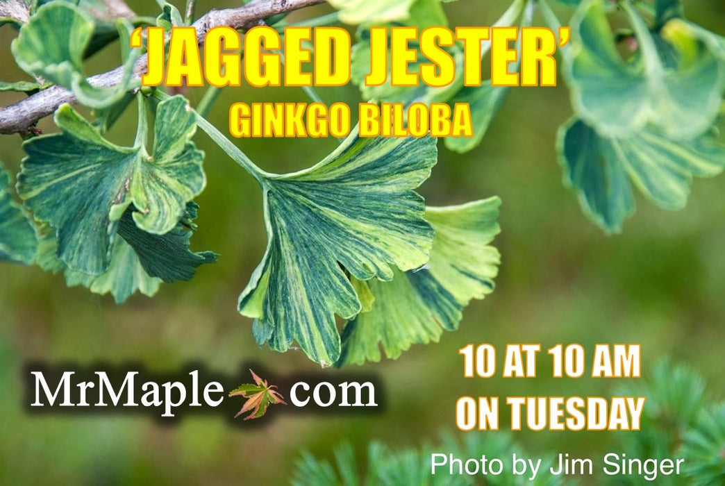 Ginkgo biloba 'Jagged Jester' Variegated Ginkgo Tree