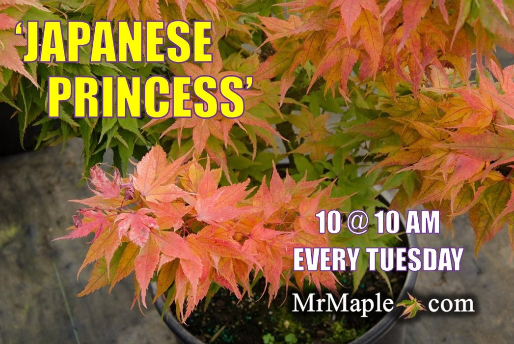 Acer palmatum 'Japanese Princess' Dwarf Japanese Maple