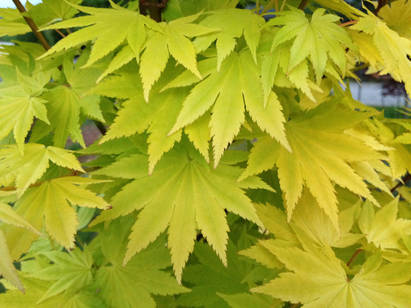 - Acer shirasawanum 'Jordan' Golden Full Moon Japanese Maple - Mr Maple │ Buy Japanese Maple Trees