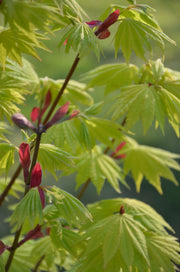 - Acer shirasawanum 'Jordan' Golden Full Moon Japanese Maple - Mr Maple │ Buy Japanese Maple Trees