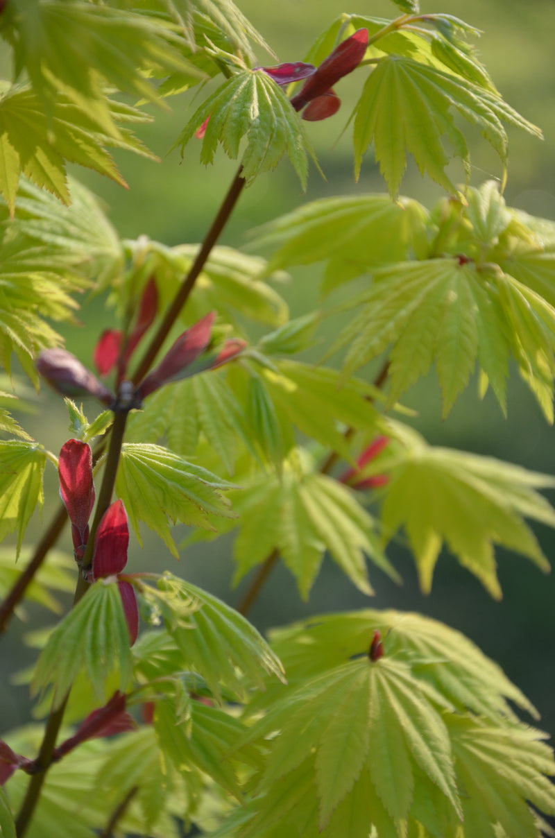 - Acer shirasawanum 'Jordan' Golden Full Moon Japanese Maple - Mr Maple │ Buy Japanese Maple Trees