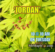 - Acer shirasawanum 'Jordan' Golden Full Moon Japanese Maple - Mr Maple │ Buy Japanese Maple Trees