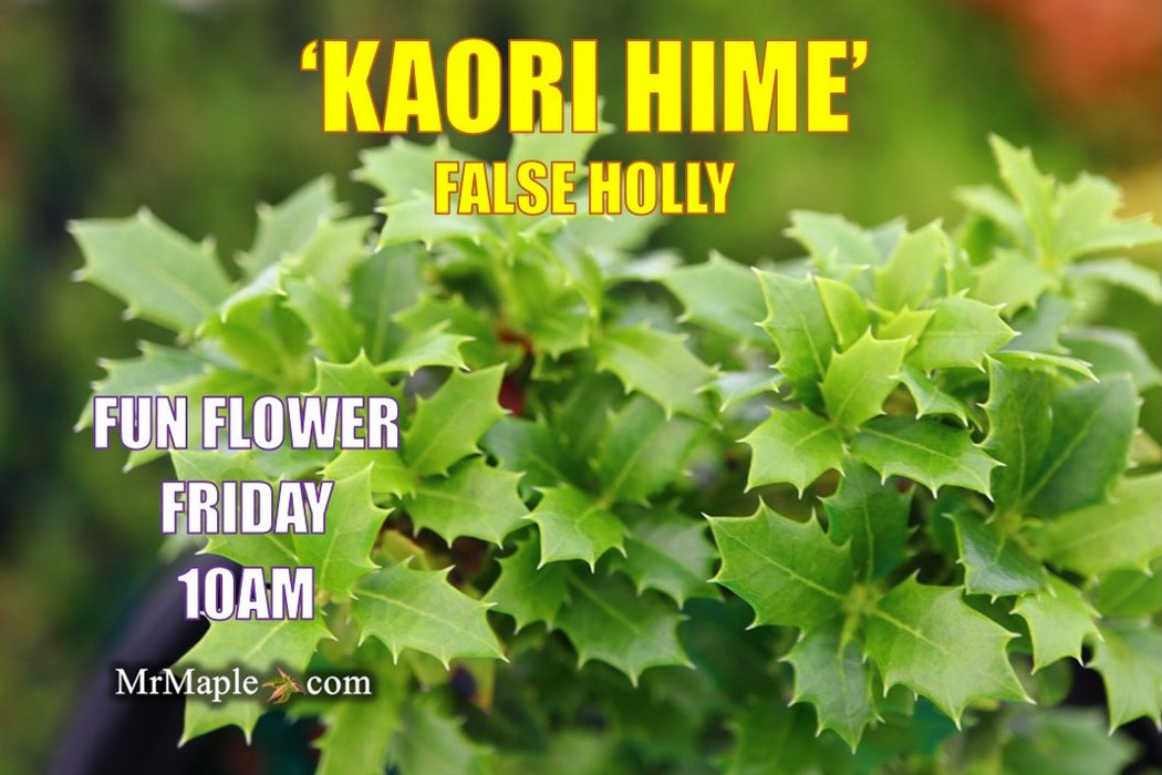 Osmanthus heterophyllus 'Kaori hime' Small Leaf False Holly