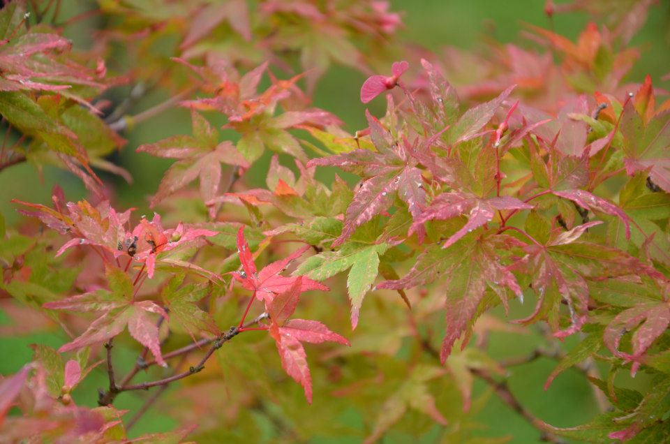 Acer palmatum 'Kasen nishiki' Variegated Japanese Maple