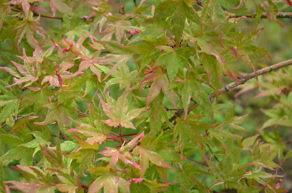 Acer palmatum 'Kasen nishiki' Variegated Japanese Maple