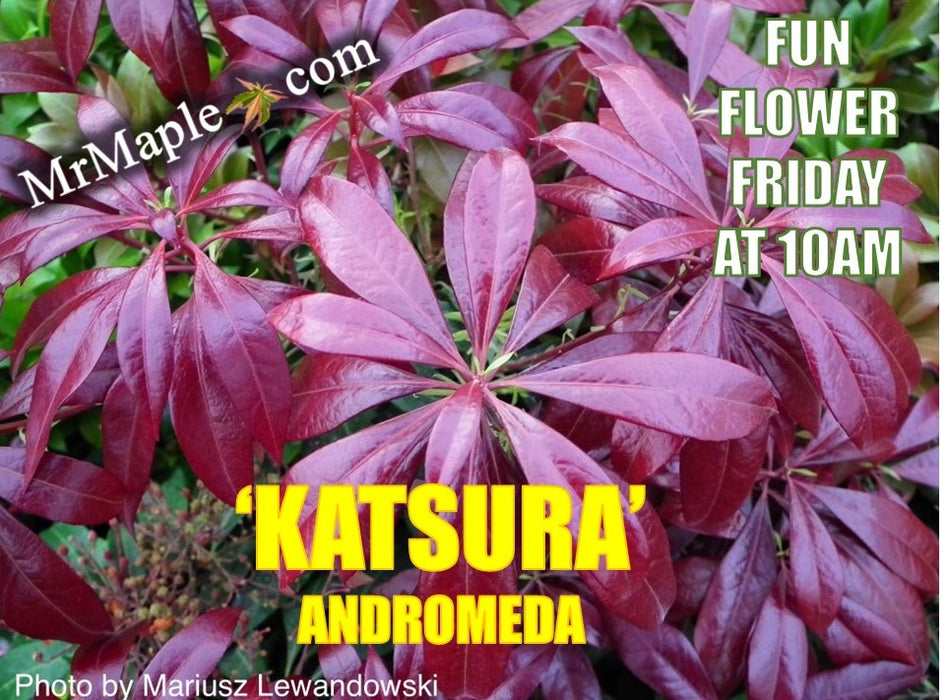 Pieris japonica 'Katsura' Flowering Japanese andromeda
