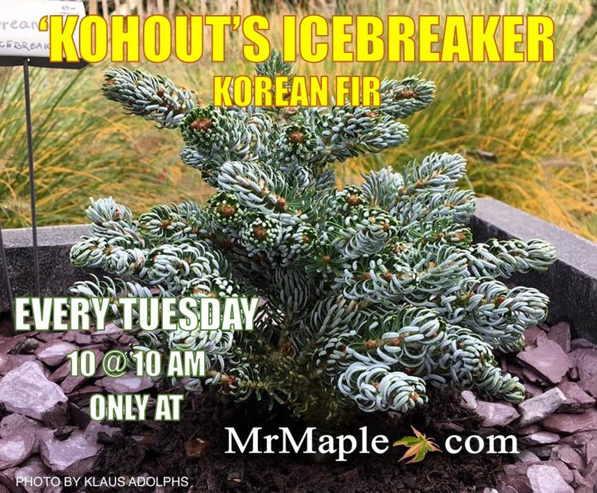 Abies koreana 'Kohout’s Icebreaker' Korean Fir