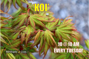 - Acer palmatum 'Koi' Dwarf Japanese Maple - Mr Maple │ Buy Japanese Maple Trees