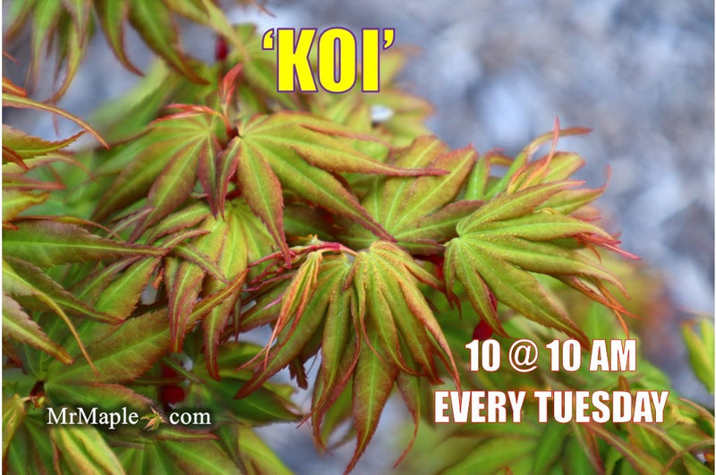 - Acer palmatum 'Koi' Dwarf Japanese Maple - Mr Maple │ Buy Japanese Maple Trees