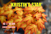 - Acer palmatum 'Kristin's Star' Japanese Maple - Mr Maple │ Buy Japanese Maple Trees