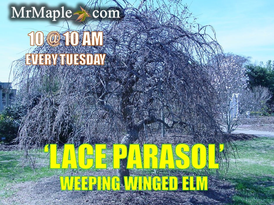Ulmus alata 'Lace Parasol' Weeping Winged Elm