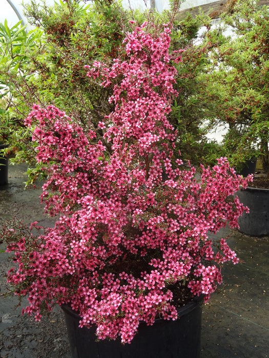 Leptospermum scoparium 'Kiwi' New Zealand Tea Tree