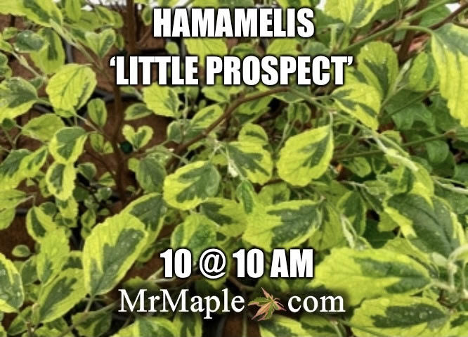 Hamamelis virginiana 'Little Prospect' Variegated Witch Hazel