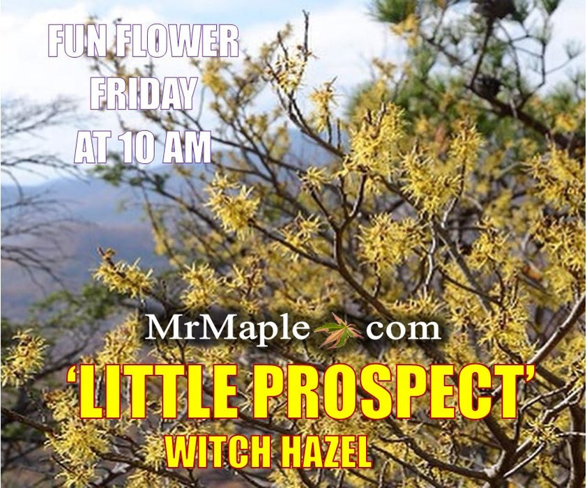 Hamamelis virginiana 'Little Prospect' Variegated Witch Hazel