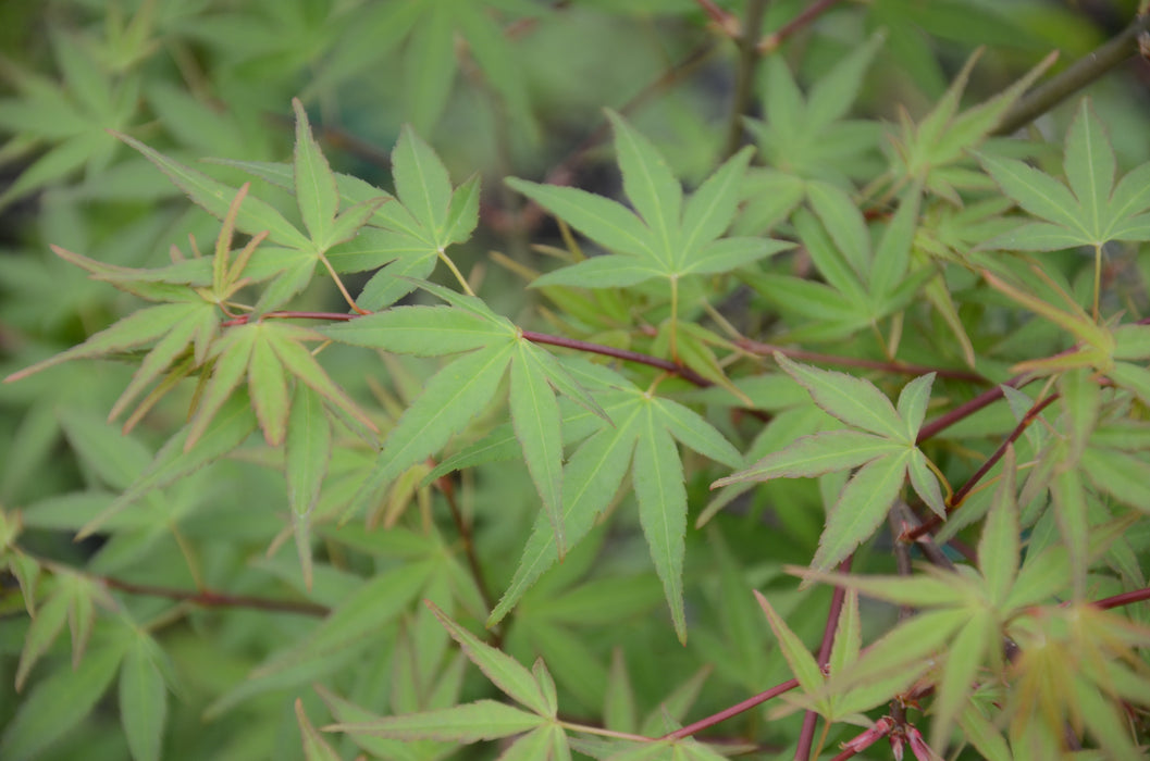 Acer palmatum 'Kentaro san' Japanese Maple