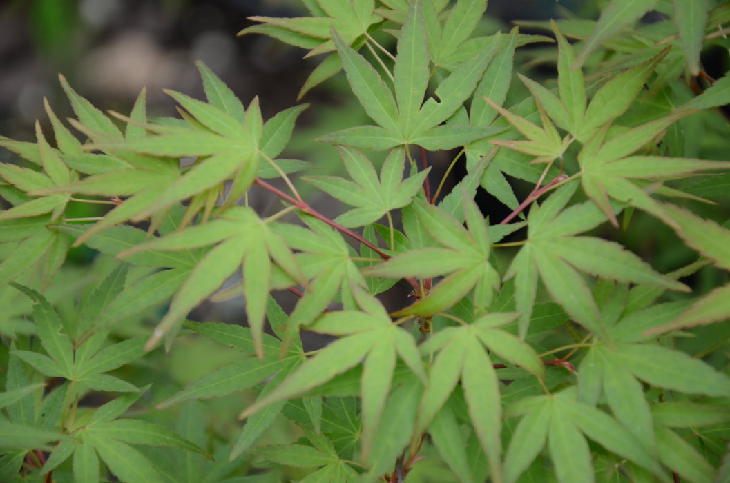 Acer palmatum 'Kentaro san' Japanese Maple