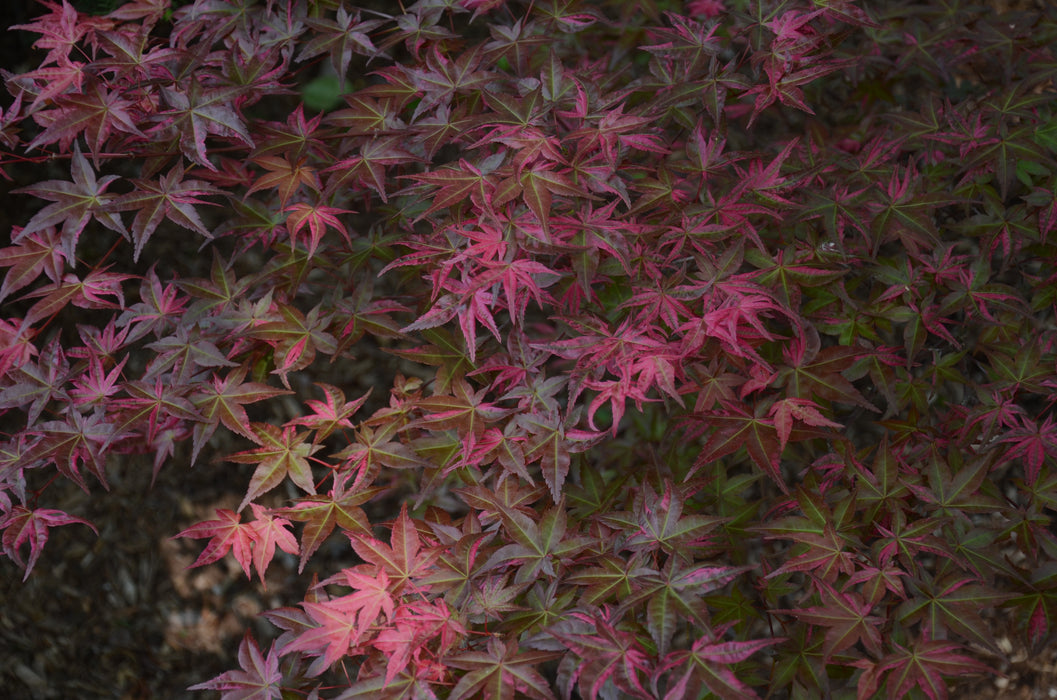 Acer palmatum 'Noel' Japanese Maple